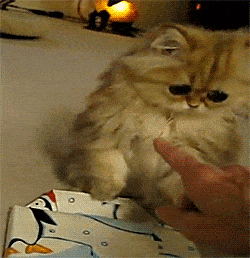 Adorably Confused Kitten