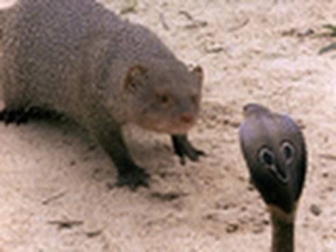 Cobra Versus Mongoose
