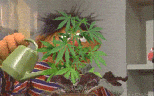 Ernie Watering