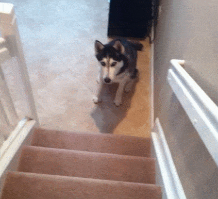 Hide And Seek Dog