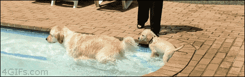 Puppy Learning To Swim