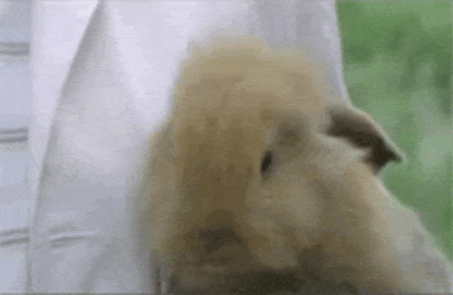 Smiling Bunny