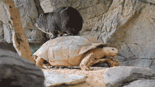 Wombat On A Tortoise