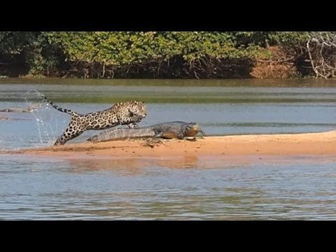 Jaguar Versus Crocodile – PBH2