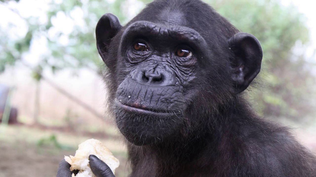 jane goodall chimpanzee harassment of females