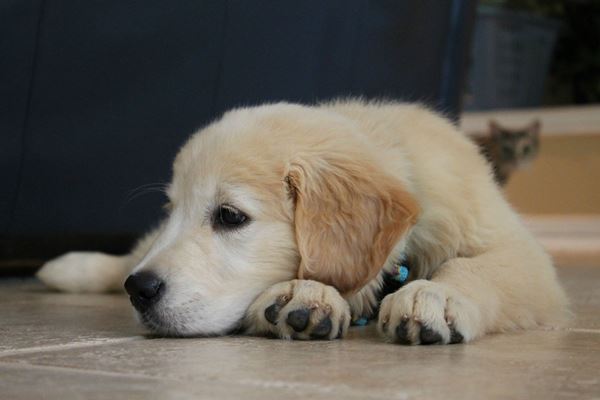 Golden Retriever Puppy