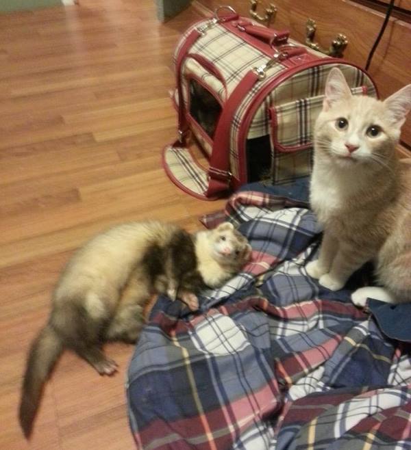 Cat And Ferret Playing