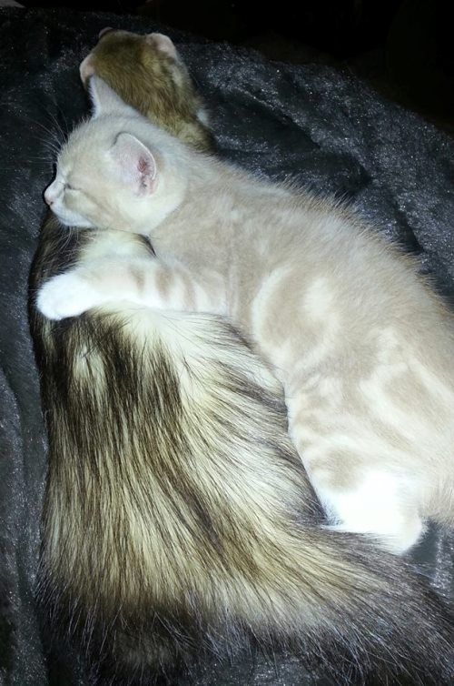 Cat Ferret Adorable