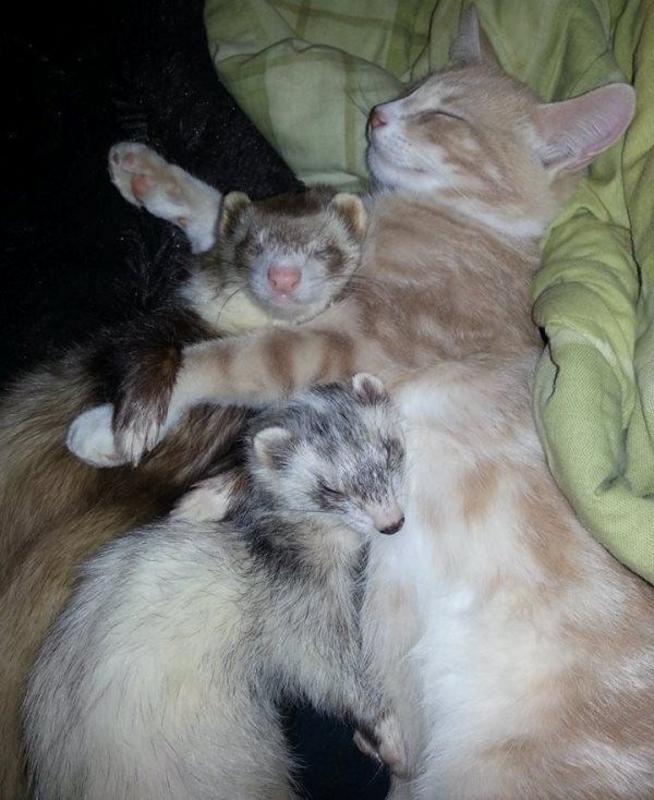 Cat Ferret Sleeping