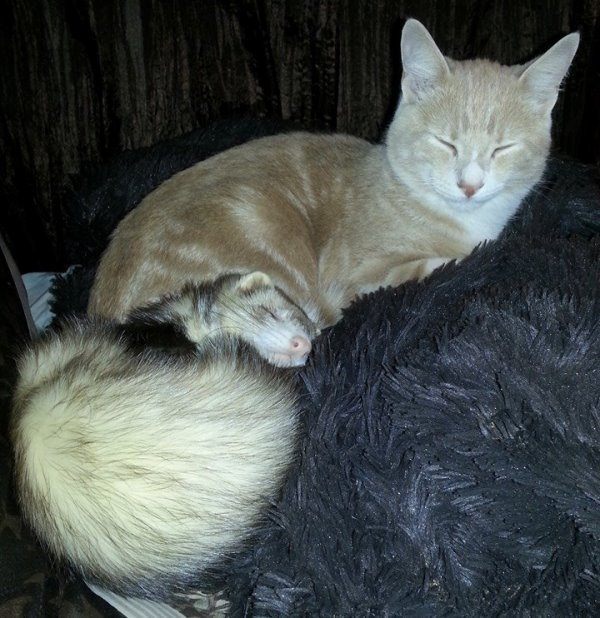 Cute Ferret And Cat