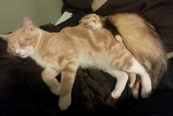 Ferret And Kitten