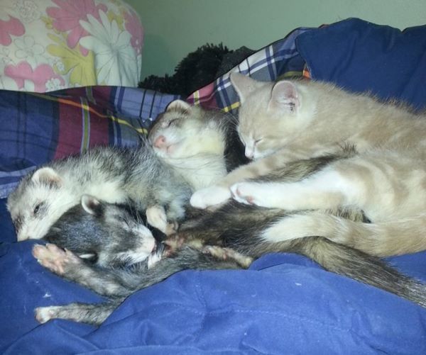 Nap
