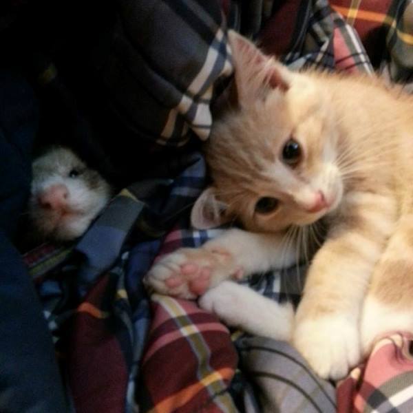 Pet Friends