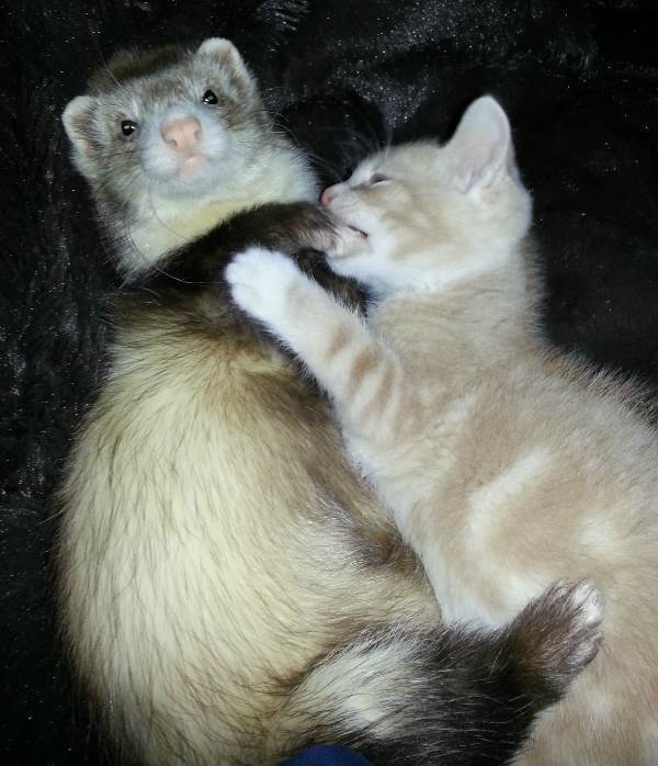 Play Fighting