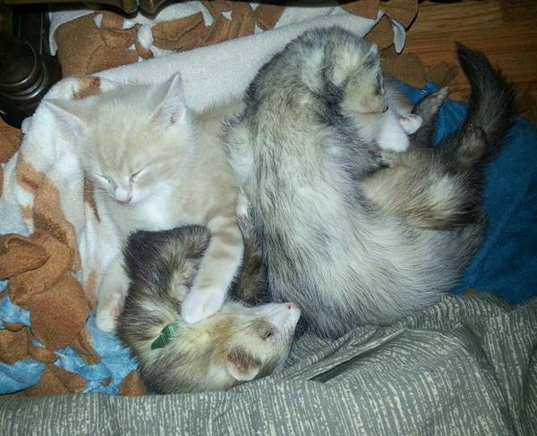 Sleeping Buddies