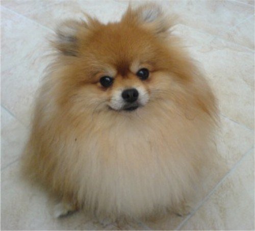 The Cutest Pomeranian Pictures Ever