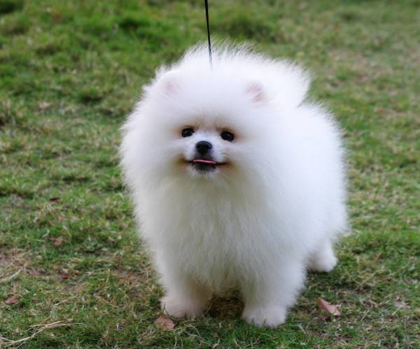 The Cutest Pomeranian Pictures Ever