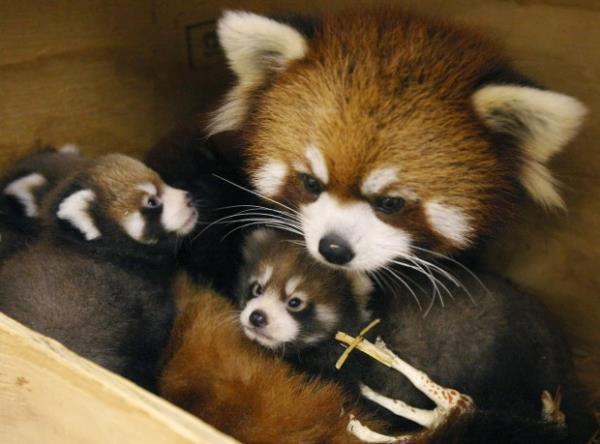 Red Panda Cute Animal Families
