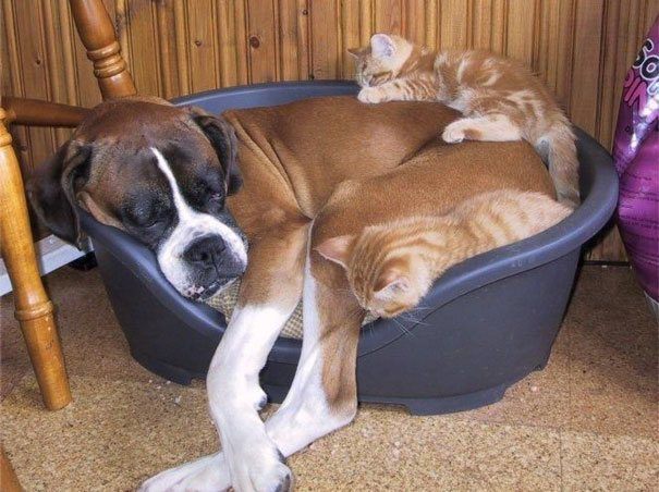 Adorable Cats Using Dogs As Pillows