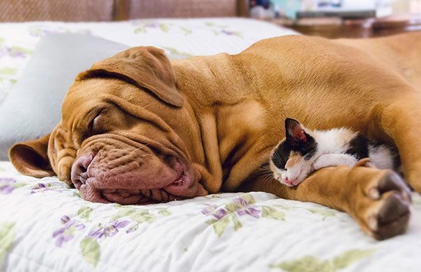 cat-using-dogs-as-pillow-cuddles