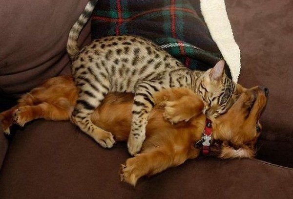 Cats Using Dogs AS Pillows