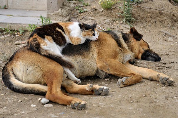 Cute Cats Using Dogs As Pillows