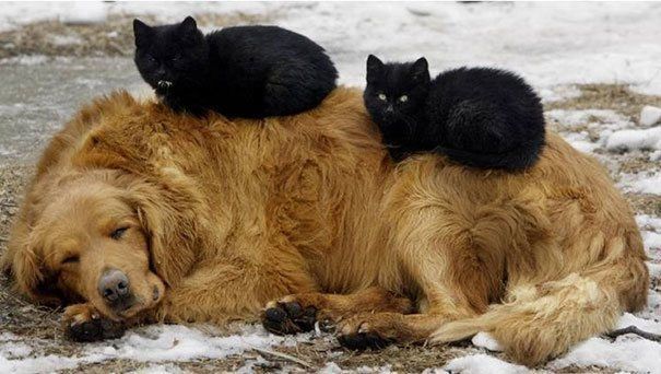 Cute Dog And Cat Pictures