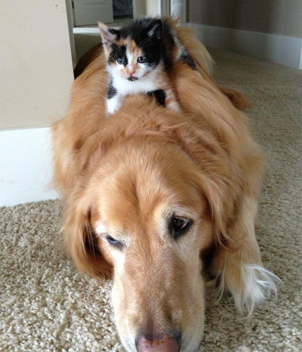 Cute Dog And Cats