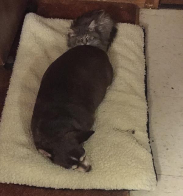 Dog Butt Pillow