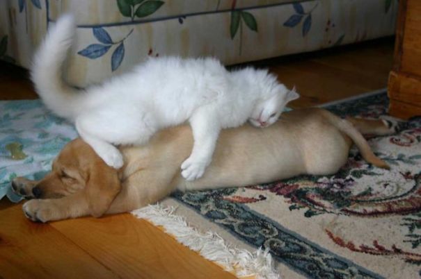 Dog Pillow