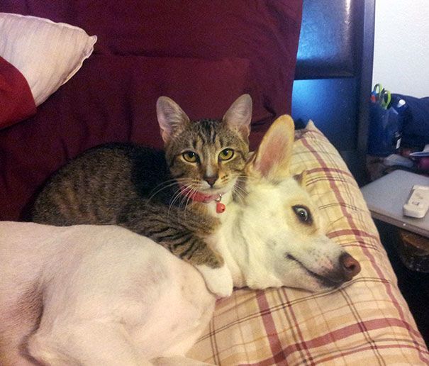 Funny Cat Using Dog As Pillow