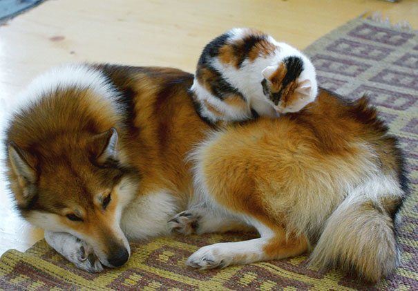Kitten Asleep On Dog