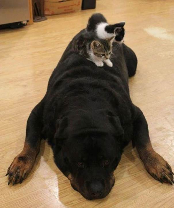 Kitten Uses Dog As Pillow