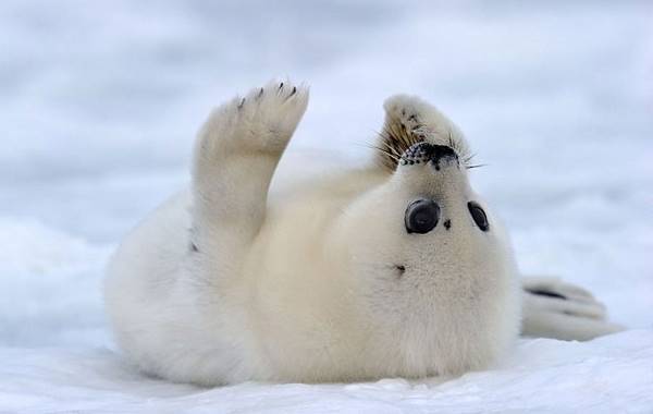 26 Harp Seal Pictures To Make You Squeal