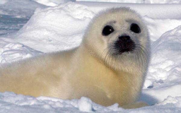 26 Harp Seal Pictures To Make You Squeal