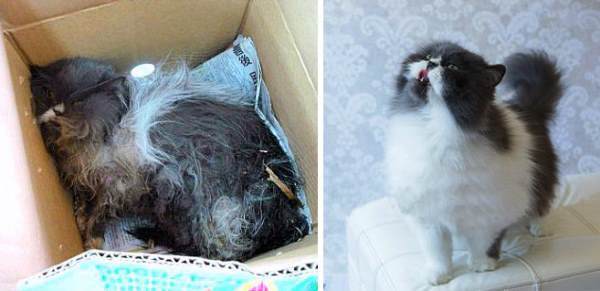 Abandoned Cat