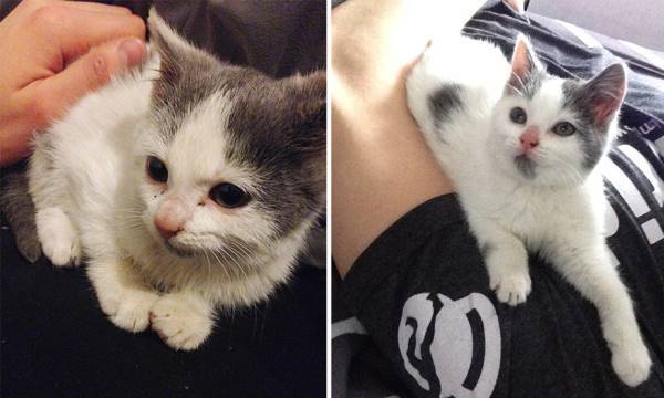 Adopted Pets