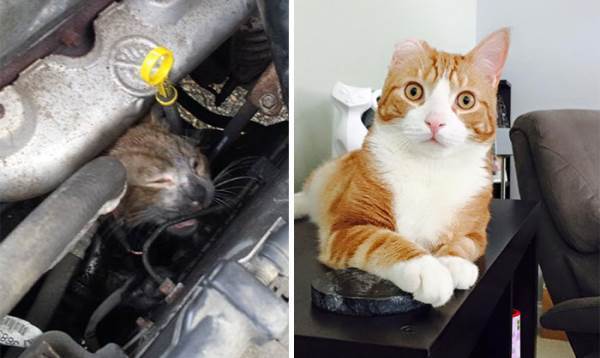 Before And After Adoption Cat