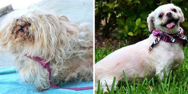 Cute Animal Rescues
