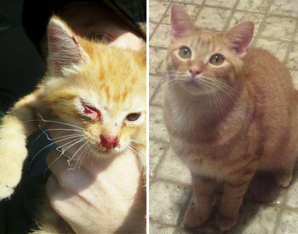 Rescued Animal