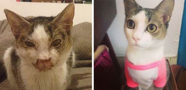 Rescued Animals Adopted Cat