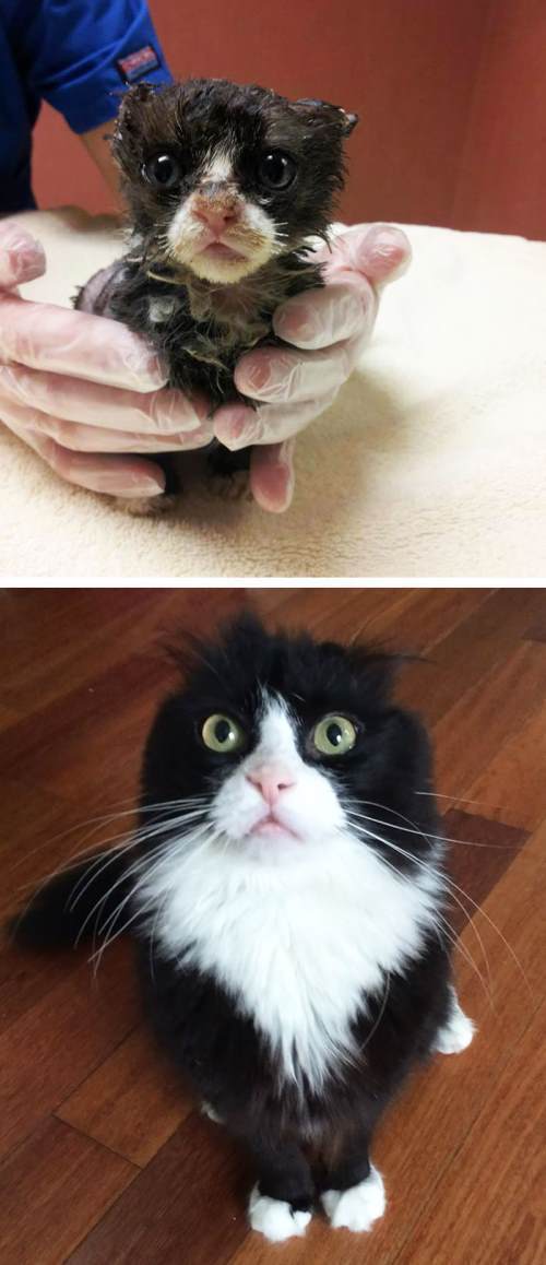 Rescued Animals Cat