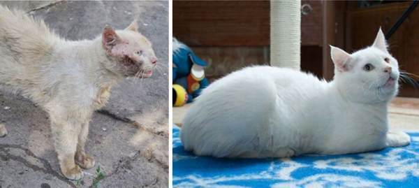 Rescued Cat