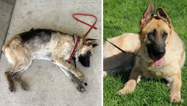 Rescued German Shepherd