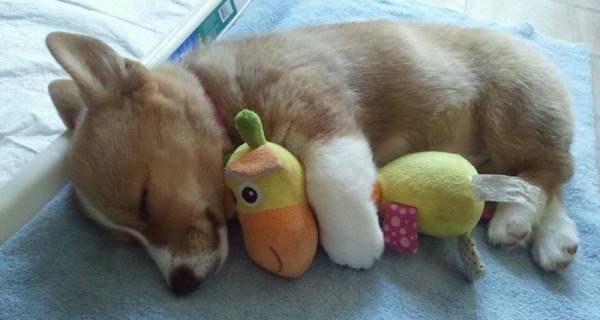 Corgi And Toy