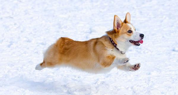 Corgi In The Snow