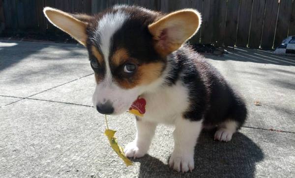 Corgi Photos Sad