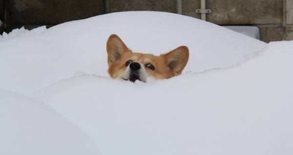 Corgi Photos