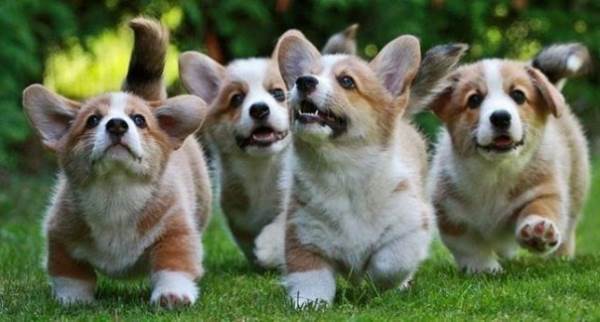 Corgi Stampede