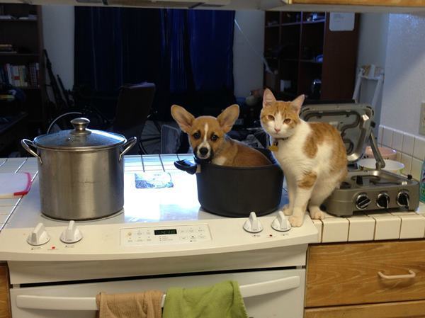 Corgi Stew
